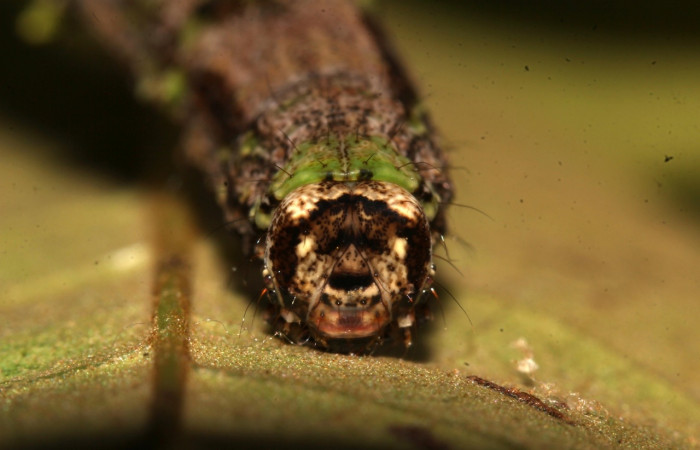 Cabeza en posición frontal de <i>Pero tabitha</i> (Geometridae), U estadio. Sector Pitilla, Loaiciga. Voucher 21-SRNP-31010-DHJ787087.jpg.