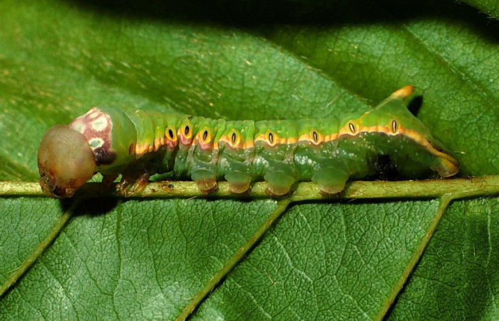 Fig. 6. Larva de <i>Hapigia</i> nodicornisICG03 (Notodontidae), vista lateral en proceso de muda de su cabeza, Planta hospedera <i>Dioclea malacocarpa</i> ( Fabaceae). Voucher: 01-SRNP-1405-DHJ63120.