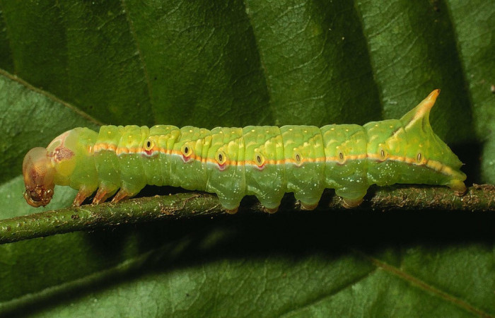 Fig. 7. Larva de <i>Hapigia</i> nodicornisICG03 (Notodontidae),vista lateral  en proceso de muda de su cabeza, planta hospedera <i>Dioclea malacocarpa</i> ( Fabaceae). Voucher: 01-SRNP-5451-DHJ63395.