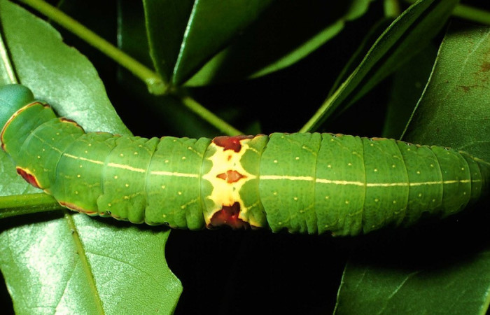 Fig. 10. Larva de <i>Hapigia cresus</i>  (Notodontidae), vista dorsal en planta hospedera <i>Andira inermis</i> ( Fabaceae), larva con colores muy llamativos en su dorso. Voucher: 01-SRNP-9559-DHJ59154.