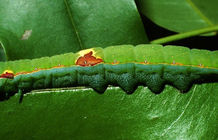 Fig. 11. Larva de <i>Hapigia cresus</i>  (Notodontidae), vista lateral en planta hospedera <i>Andira inermis</i> ( Fabaceae), larva con colores llamativos en su lateral. Voucher: 01-SRNP-9559-DHJ59159.