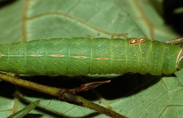 Fig. 3. Larva de <i>Hapigia</i> repandensDHJ02 (Notodontidae), comiendo <i>Machaerium seemannii</i> (Fabaceae). Voucher: 02-SRNP-6781-DHJ65989.