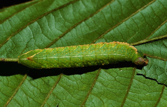 Fig. 5. Larva de <i>Hapigia</i> nodicornisICG03 (Notodontidae), vista dorsal, planta hospedera <i>Dioclea malacocarpa</i> ( Fabaceae). Voucher: 02-SRNP-944-DHJ64443.