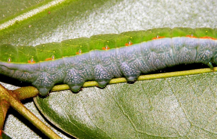 Fig. 8. Larva de <i>Hapigia cresus</i>  (Notodontidae), vista lateral en planta hospedera <i>Andira inermis</i> ( Fabaceae). Voucher: 03-SRNP-2115-DHJ35262.