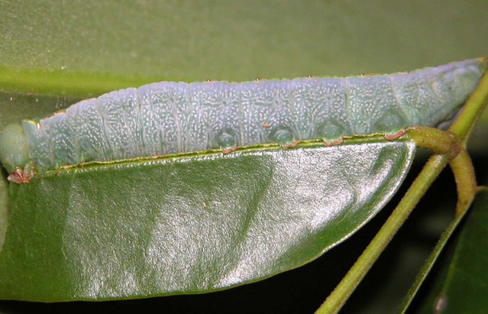 Fig. 9. Larva de <i>Hapigia cresus</i>  (Notodontidae), vista lateral en planta hospedera <i>Andira inermis</i> ( Fabaceae), larva vista ventralmente. Voucher: 03-SRNP-2115-DHJ35263.