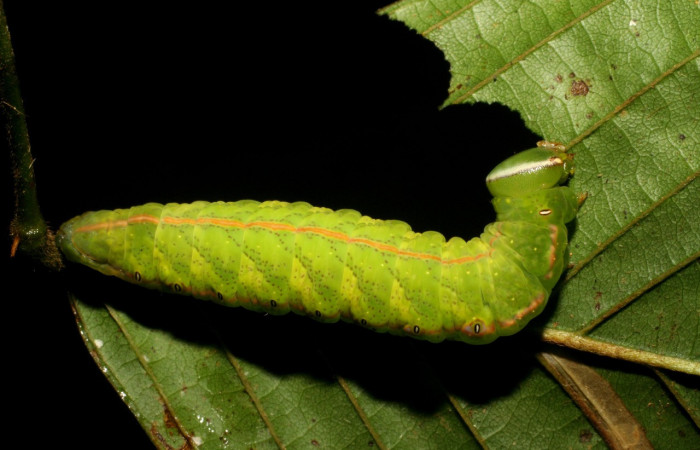 Fig. 20. Larva de <i>Hapigia simplex</i>  (Notodontidae), vista dorsal en planta hospedera <i>Dioclea malococarpa</i>. (Fabaceae), muescas en forma circular dejada al alimentarse. Voucher: 07-SRNP-218-DHJ418270.