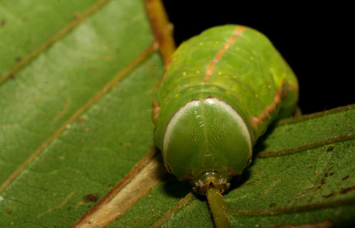 Fig. 19. Detalle cabeza último estadio larva de <i>Hapigia simplex</i>  (Notodontidae, planta hospedera <i>Dioclea malococarpa</i>. ( Fabaceae). Voucher: 07-SRNP-218-DHJ418270.