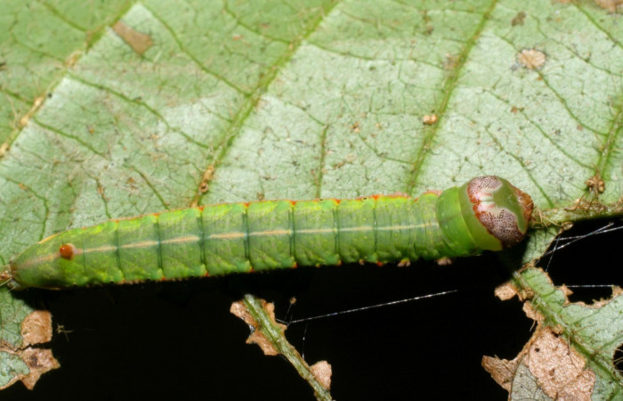 Fig. 16. Larva de <i>Hapigia simplex</i>  (Notodontidae), vista lateral en planta hospedera <i>Inga chocoensis</i>.   (Fabaceae). Voucher: 07-SRNP-4189-DHJ429887.