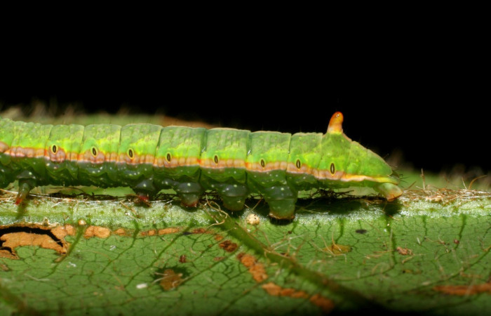 Fig. 18. Detalle protuberancia posterior larva de <i>Hapigia simplex</i>  (Notodontidae), planta hospedera <i>Inga chocoensis</i>. ( Fabaceae). Voucher: 07-SRNP-4189-DHJ429892.