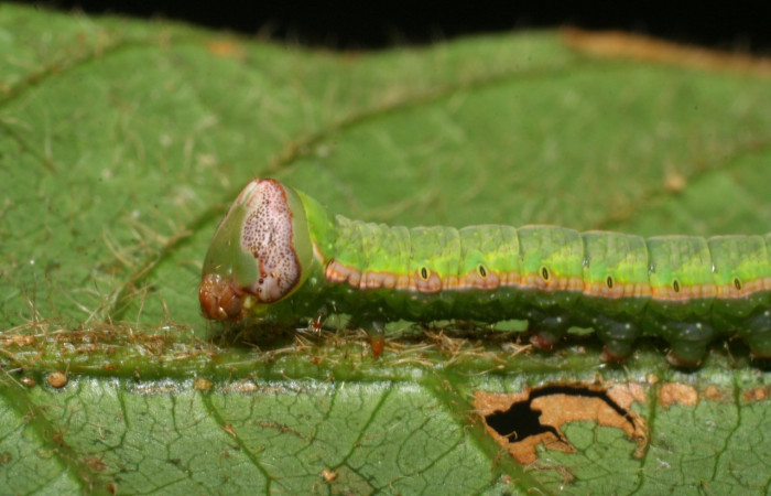 Fig. 17. Detalle lateral cabeza larva de <i>Hapigia simplex</i>  (Notodontidae), planta hospedera <i>Inga chocoensis</i>. ( Fabaceae). Voucher: 07-SRNP-4189-DHJ429893.