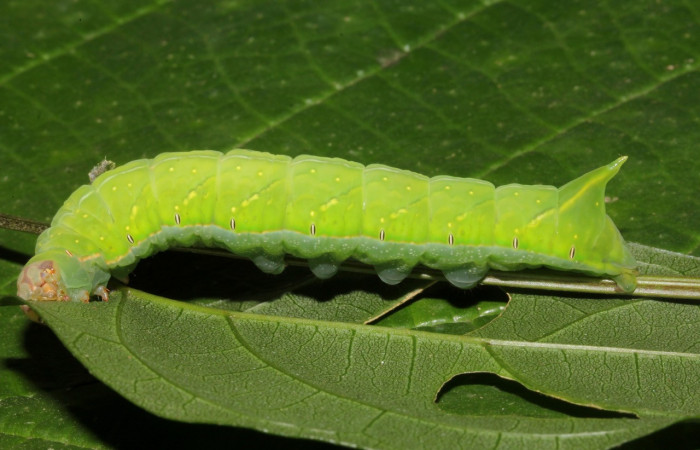 Fig. 4. Larva de <i>Hapigia nodicornis</i> (Notodontidae), vista lateral, comiendo <i>Canavalia oxyphylla</i> (Fabaceae). Voucher: 21-SRNP-40529-DHJ768478.