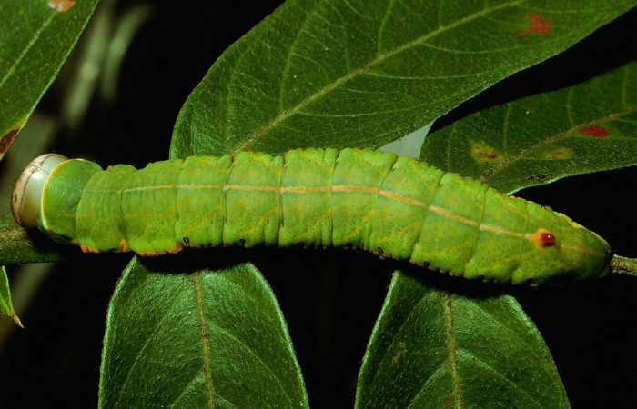 Fig. 21. Larva de <i>Hapigia simplex</i>  (Notodontidae), planta hospedera <i>Machaerium  biovulatum</i>. ( Fabaceae), oruga muy idéntica a Hapigia simplexDHJ07 (Fig.14). Voucher: 92-SRNP-4597-DHJ16662.