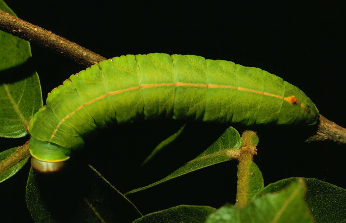Fig. 14. Larva de <i>Hapigia</i> simplexDHJ07  (Notodontidae), vista dorsal en planta hospedera <i>Inga vera</i> ( Fabaceae). Voucher: 93-SRNP-2728-DHJ27105.