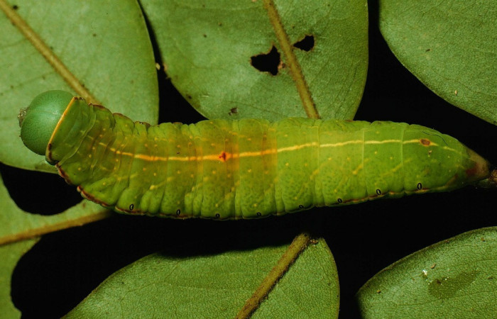 Fig. 13. Larva de <i>Hapigia</i> cresusDHJ02  (Notodontidae), vista dorsal en planta hospedera <i>Andira inermis</i> ( Fabaceae). Voucher: 93-SRNP-3333-DHJ27107.