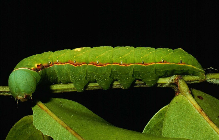 Fig. 12. Larva de <i>Hapigia</i> cresusDHJ02  (Notodontidae), vista lateral en planta hospedera <i>Andira inermis</i> ( Fabaceae). Voucher: 93-SRNP-3828-DHJ27117.