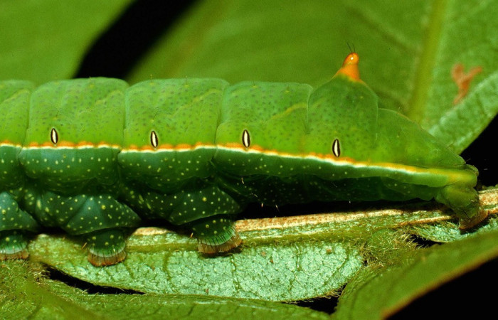 Fig. 22. Detalle de pelos en sus propatas larva de <i>Hapigia simplex</i>  (Notodontidae), planta hospedera <i>Inga vera</i>. ( Fabaceae). Voucher: 93-SRNP-7499-DHJ26857.