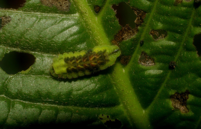 Figura 2. Detalle de alimentación, <i>Iaspis andersoni</i> (Lycaenidae). (07-SRNP-4715-DHJ434026).