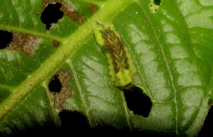 Figura 3. Detalle de alimentación, <i>Iaspis andersoni</i> (Lycaenidae). (07-SRNP-4715-DHJ434027).     