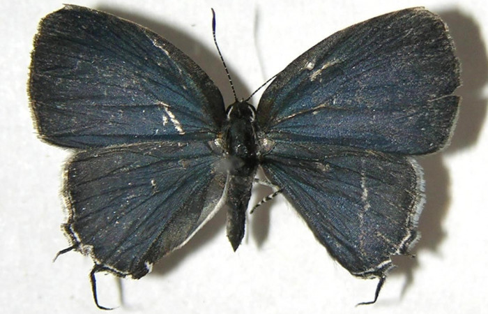 Figura 12. Adulto, vista dorsal <i>Iaspis andersoni</i> (Lycaenidae). (07-SRNP-4716-DHJ383260).
