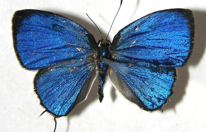 Figura 14. Adulto, vista dorsal <i>Iaspis andersoni</i> (Lycaenidae). (07-SRNP-65853-DHJ383258).