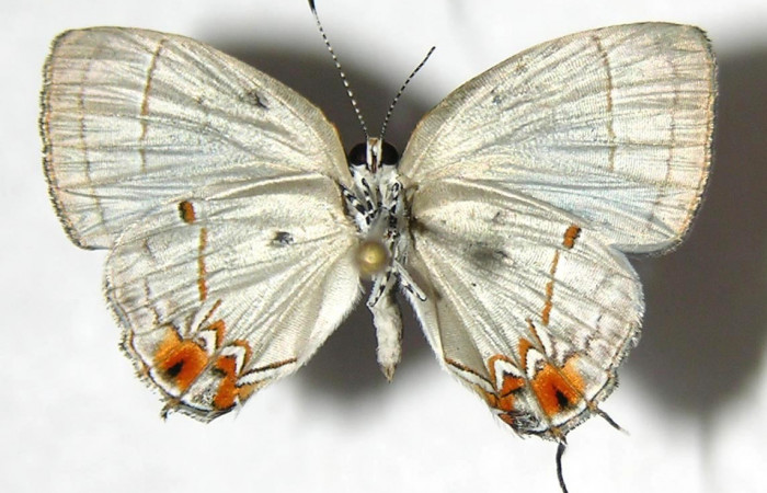 Figura 15. Adulto, vista ventral <i>Iaspis andersoni</i> (Lycaenidae). (07-SRNP-65853-DHJ383259).     