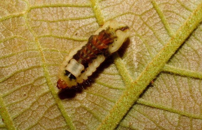 Figura 5. Detalle dorsal <i>Iaspis andersoni</i> (Lycaenidae). (07-SRNP-65855-DHJ431355).