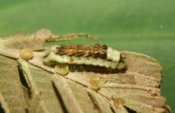 Figura 7. Detalle lateral, <i>Iaspis andersoni</i> (Lycaenidae). (13-SRNP-70650-DHJ702321).