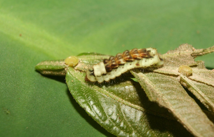 Figura 8. Detalle de lateral, <i>Iaspis andersoni</i> (Lycaenidae). (13-SRNP-70650-DHJ702322).    