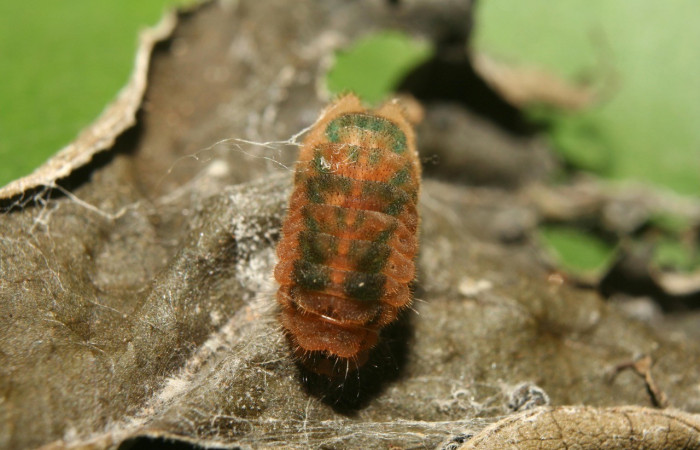 Figura 10. Detalle dorsal, <i>Iaspis andersoni</i> (Lycaenidae). (13-SRNP-70650-DHJ702370).