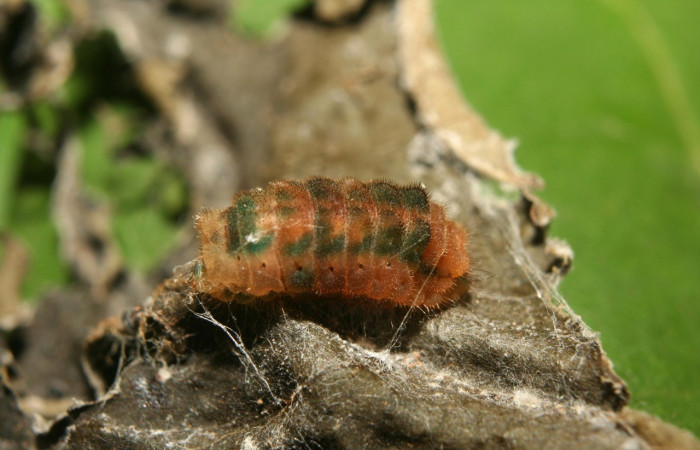 Figura 11. Detalle lateral, <i>Iaspis andersoni</i> (Lycaenidae). (13-SRNP-70650-DHJ702371).       