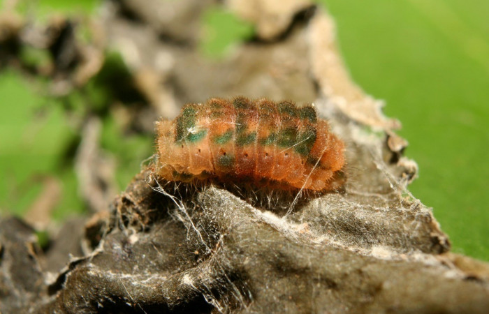 Figura 9. Detalle lateral, <i>Iaspis andersoni</i> (Lycaenidae). (13-SRNP-70650-DHJ702373).