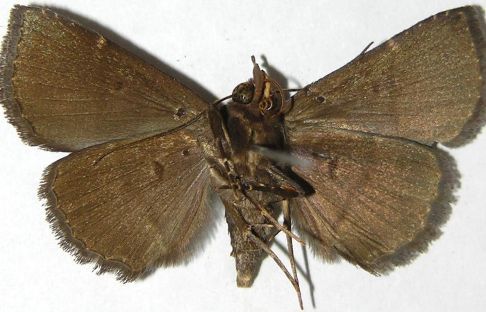 Fig.10 Adulto <i>Antiblemma tuva</i>  ventral.  Voucher: 07-SRNP-46424-DHJ388811.jpg