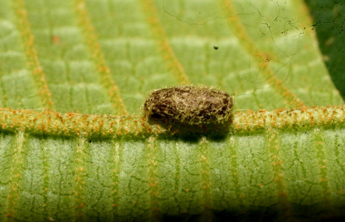 Fig.12 Capullo de (Braconidae) Glyptapanteles Janzen05 en <i>Antiblemma Antiblemma tuva</i> . Voucher: 11-SRNP-32176-DHJ483983.jpg