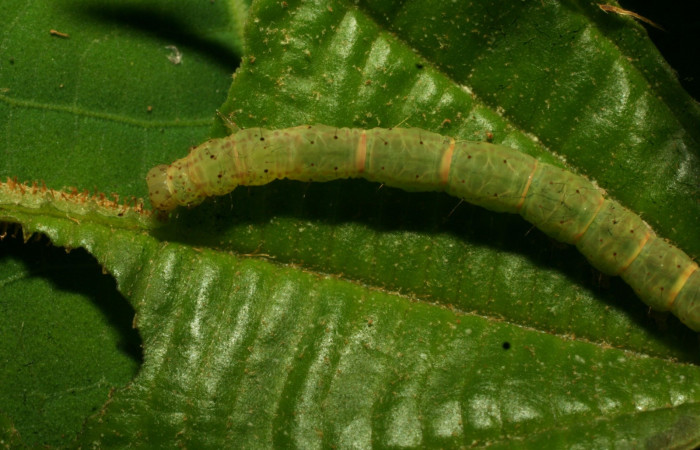 Fig.1 Larva <i>Antiblemma tuva</i>  en último estadío mostrando la parte dorsal. Voucher: 11-SRNP-32154-DHJ483901.jpg