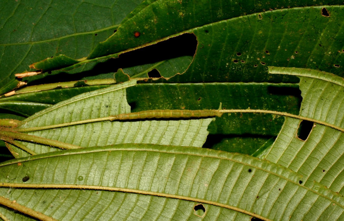 Fig.3 Larva <i>Antiblemma tuva</i> en último estadío mostrando forma de cortar la hoja cuando se alimenta.  Voucher: 11-SRNP-32179-DHJ483990.jpg