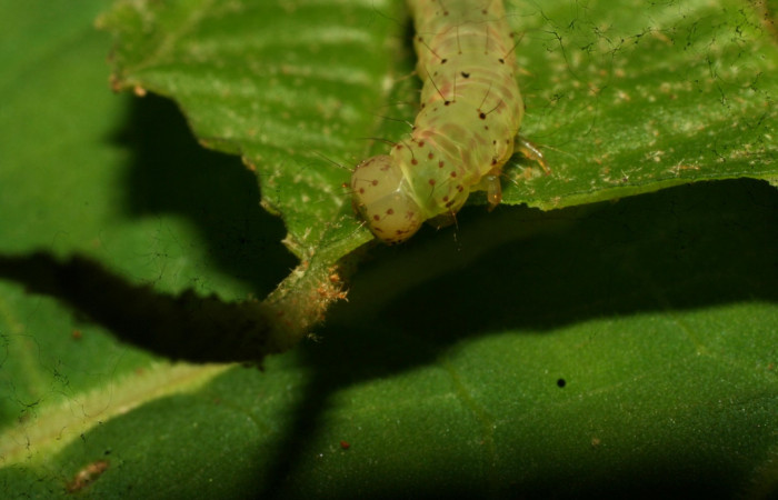Fig.7 Larva <i>Antiblemma tuva</i> último estadío mostrando la parte frontal, comiendo. Voucher: 09-SRNP-31589-DHJ458648.JPG