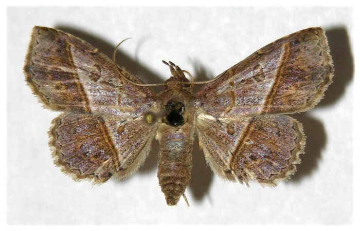 Fig.8 Adulto <i>Antiblemma ceras</i>  dorsal, mostrando diferencia entre <i>Antiblemma tuva</i>  Voucher: 05-SRNP-5421-DHJ320866.jpg