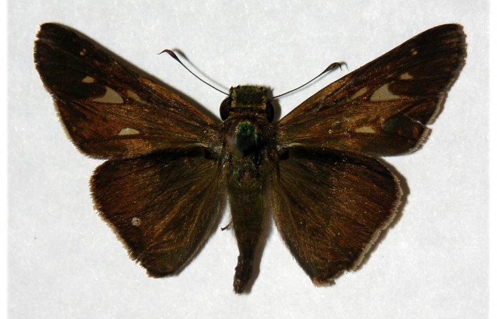 Figura 7. Adulto de <i>Panoquina lucas</i> (Hesperiidae), macho vista dorsal, localidad Pasmompa Sector Pitilla ACG (440m). Voucher: 05-SRNP-32636-DHJ318090.jpg.