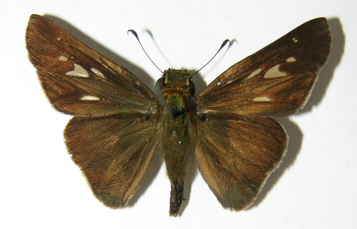 Figura 1. Adulto de <i>Panoquina lucas</i> (Hesperiidae), vista dorsal, localidad Pamompa, Sector Pitilla ACG (440m). Voucher: 06-SRNP-32312-DHJ346300.jpg.