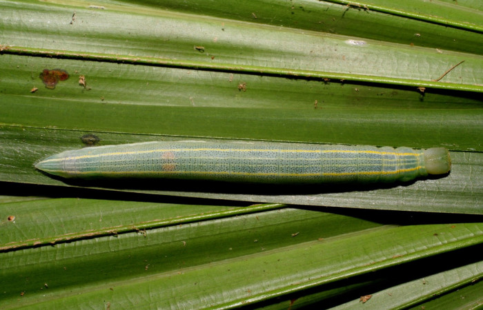 Figura 11. Adulto de <i>Panoquina fusina</i> (Hesperiidae), último estadío (U) vista dorsal, localidad Casa Andres, Sector Brasilia ACG (330m). Voucher: 07-SRNP-65865-DHJ431378.jpg.
