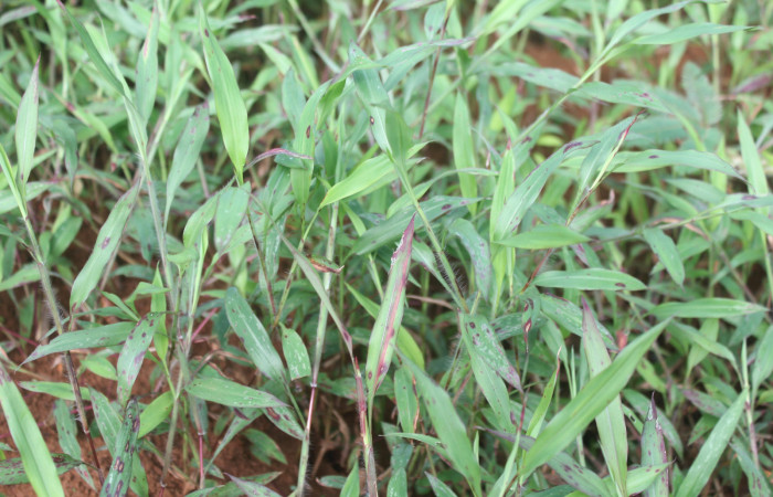 Figura 20. Planta hospedera de <i>Panoquina lucas</i> (Hesperiidae), esta planta se llama <i>Ischaemum timorense</i> (Poaceae), localidad Estación Biológica Quica, Sector Pitilla ACG (470m), foto: Ricardo Calero 10 Diciembre 2022.