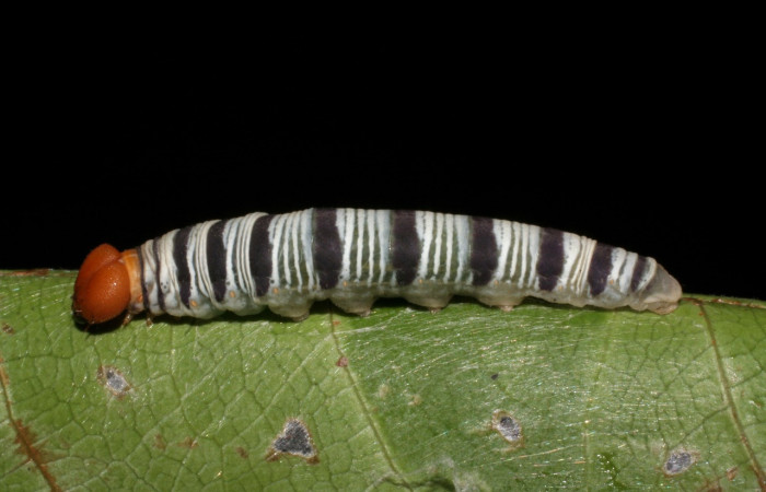 Figura 16. Larva <i>Drephalys</i> Burns01 (Hesperiidae), en último estadío (U), vista lateral, localidad Sendero Tucan Sector Rincon Rain Forest ACG(410m). Voucher: 05-SRNP-41195-DHJ406861.jpg.