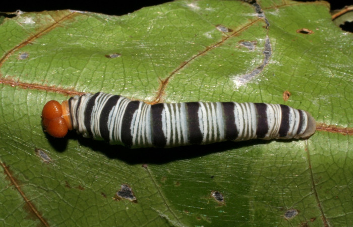 Figura 17. Larva <i>Drephalys</i> Burns01 (Hesperiidae), en último estadío (U), vista dorsal, localidad Sendero Tucan Sector Rincon Rain Forest ACG(410m). Voucher: 05-SRNP-41195-DHJ406864.jpg.