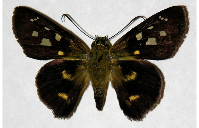 Figura 18. Adulto <i>Drephalys</i> Burns01 (Hesperiidae), (macho) vista dorsal, localidad Garzasol, Sector Rincon Rain Forest ACG  (400m). Voucher: 05-SRNP-41680-DHJ317226.jpg.