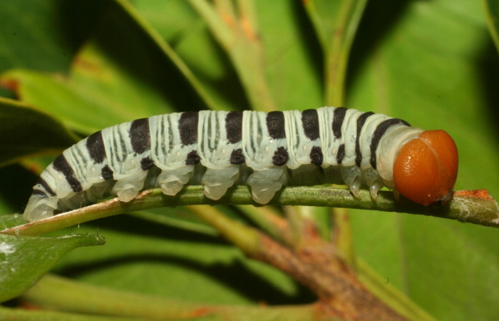Figura 12. Larva <i>Drephalys kidono</i> (Hesperiidae), en último estadío (U), vista lateral, localidad Camino Pozo Tres Sector Mundo Nuevo ACG (733m). Voucher: 13-SRNP-55079-DHJ492008.jpg.