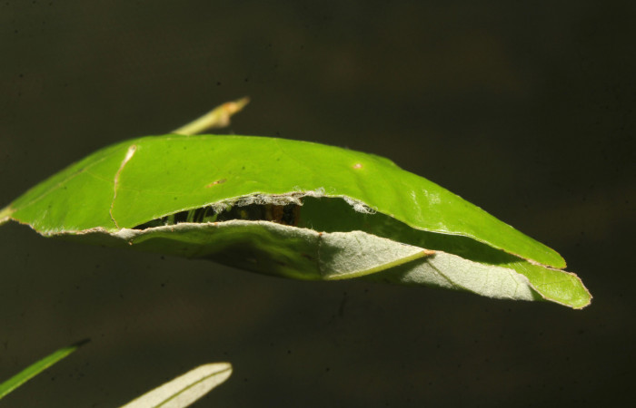 Figura 2. Casita de <i>Drephalys alcmon</i> (Hesperiidae), localidad Molina, Estación Bioloógica Quica Sector Pitilla (ACG) (465m). Voucher: 17-SRNP-70832-DHJ737262.jpg  
