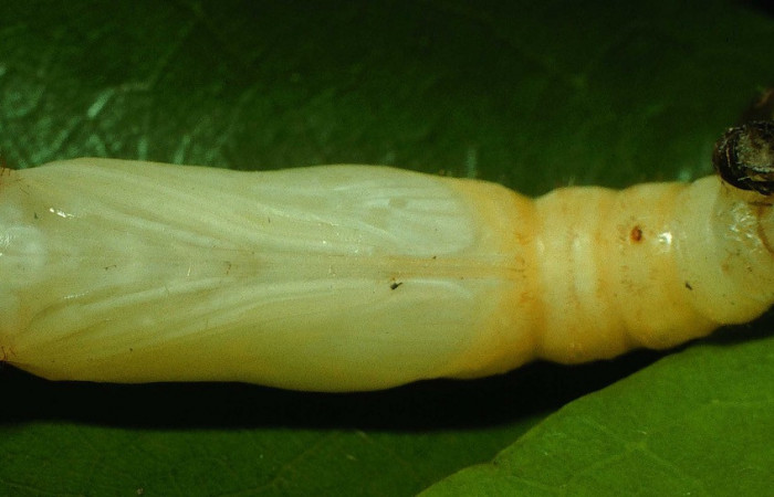 Figura 6. Pupa de <i>Drephalys alcmon</i> (Hesperiidae), vista ventral, localidad Quebrada Las Yeguitas, Sector Orosi ACG (560m). Voucher: 96-SRNP-1090-DHJ27540.jpg.