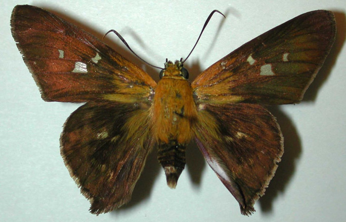 Figura 15. Adulto <i>Drephalys kidono</i> (Hesperiidae), (hembra) vista dorsal, localidad Sendero Tigre, Sector El Hacha ACG  (280m). Voucher :96-SRNP-1131-DHJ31607.jpg.