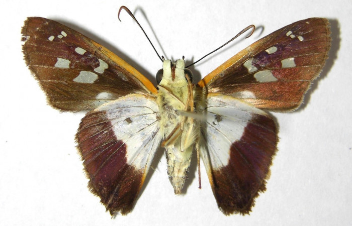 Figura 9. Adulto <i>Drephalys alcmon</i> (Hesperiidae), (macho) vista dorsal, localidad Sendero Bejuquilla Sector El Hacha (ACG) (280m).Voucher: 98-SRNP-4184-DHJ352555.jpg.