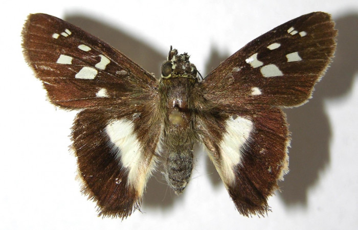 Figura 1. Adulto <i>Drephalys alcmon</i> (Hesperiidae), (hembra) vista dorsal, localidad Sendero Bejuquilla Sector El Hacha (ACG) (280m). Voucher: 98-SRNP-4542-DHJ352556.jpg  